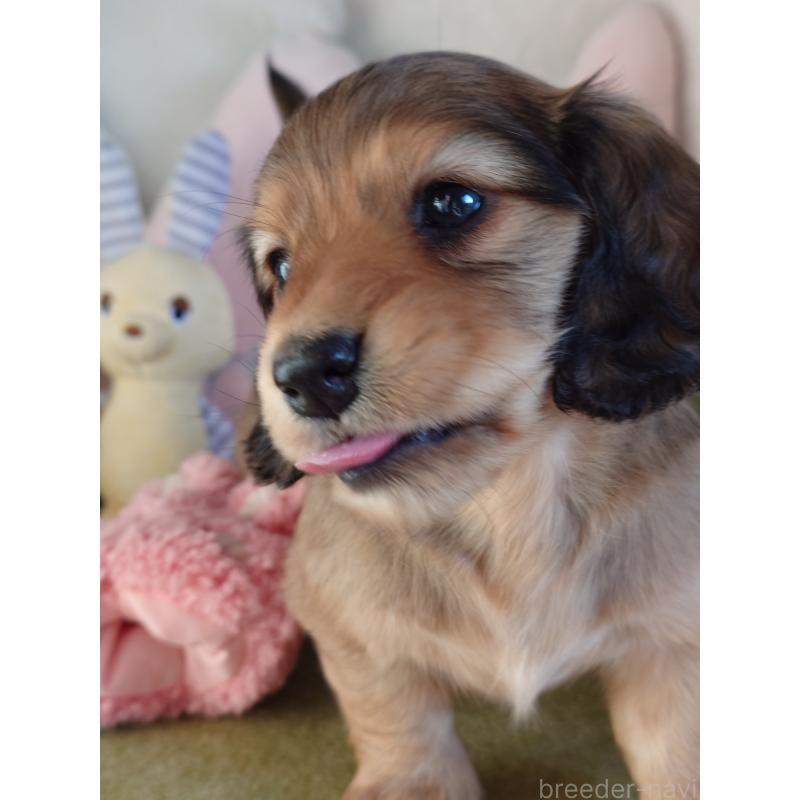 販売中の滋賀県のミニチュアダックスフンド(ロングヘアード)-439363の3枚目