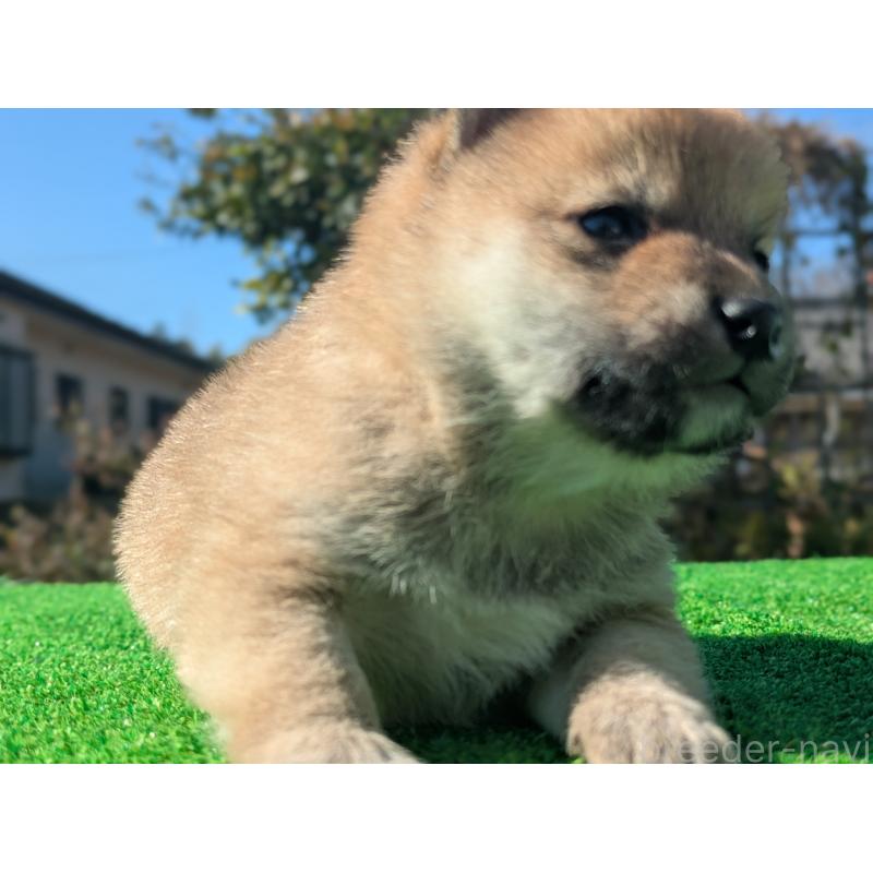 成約済の鹿児島県の豆柴-438250の3枚目