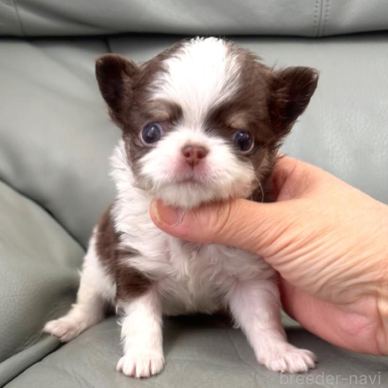 販売中の徳島県のチワワ(ロングコート)-439364の1枚目