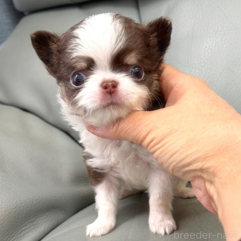 販売中の徳島県のチワワ(ロングコート)-439364の5枚目