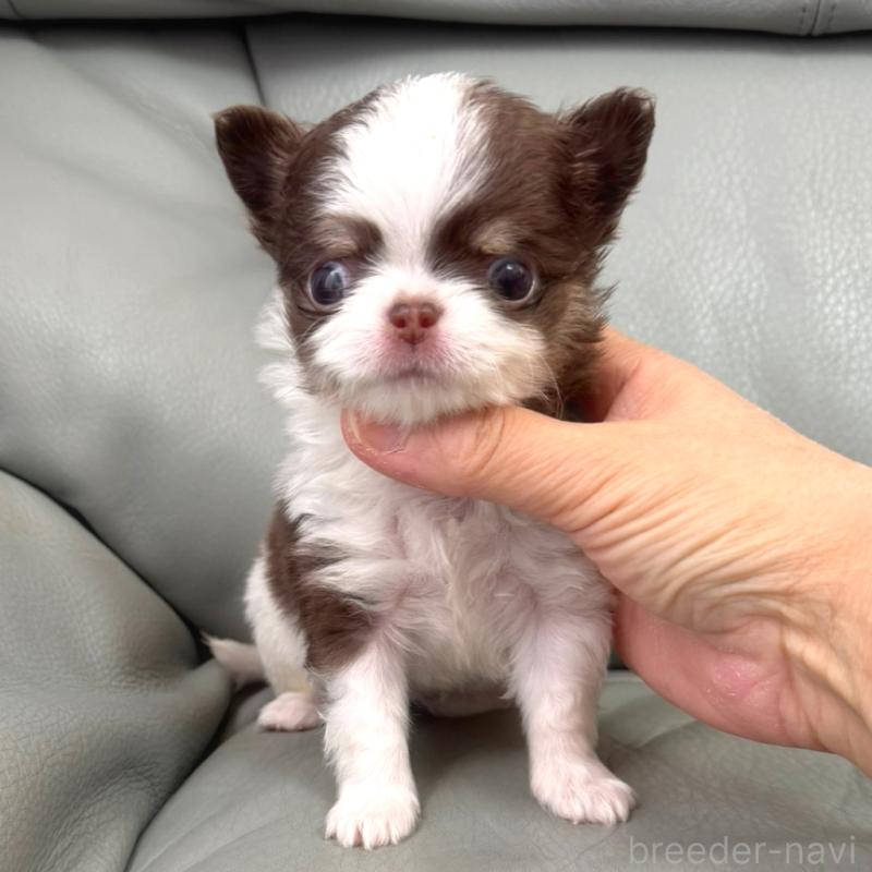 販売中の徳島県のチワワ(ロングコート)-439364の4枚目