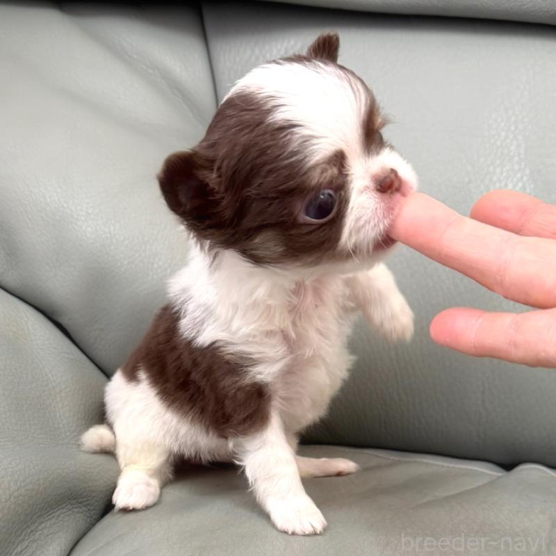 販売中の徳島県のチワワ(ロングコート)-439364の3枚目