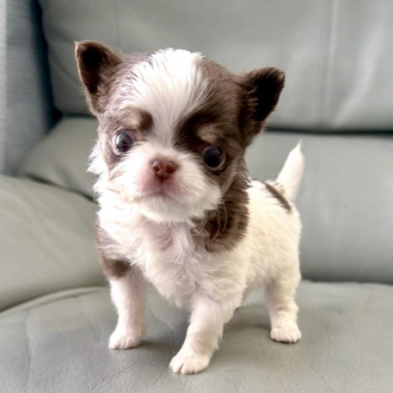 販売中の徳島県のチワワ(ロングコート)-439364の2枚目