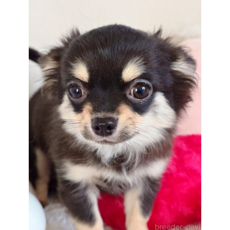 販売中の滋賀県のチワワ(ロングコート)-428392の5枚目