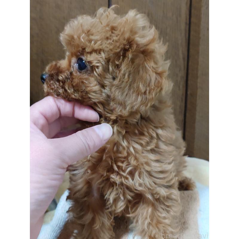 販売中の滋賀県のタイニープードル-439366の5枚目