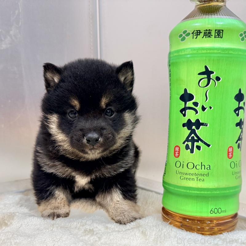 販売中のの豆柴-439368