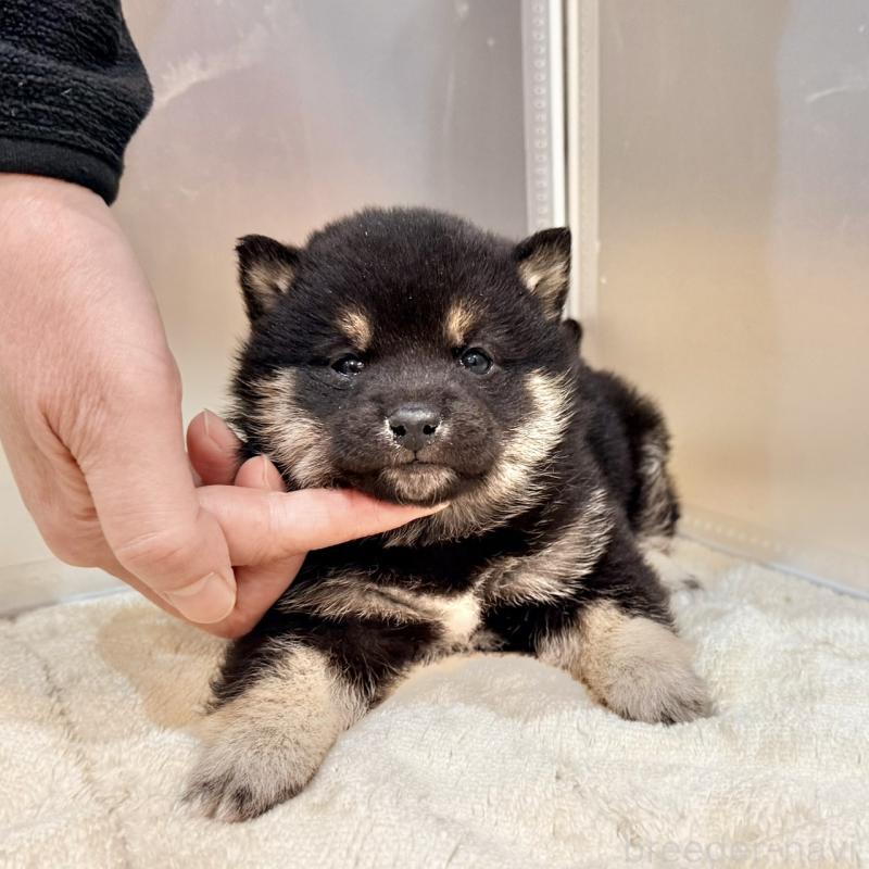 販売中の千葉県の豆柴-439368の4枚目