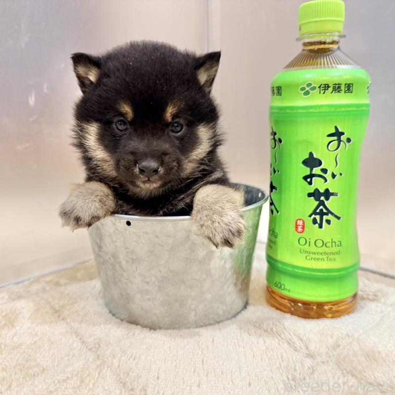 販売中の千葉県の豆柴-439368の3枚目