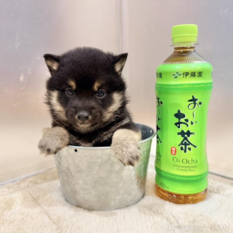 販売中の千葉県の豆柴-439368の2枚目