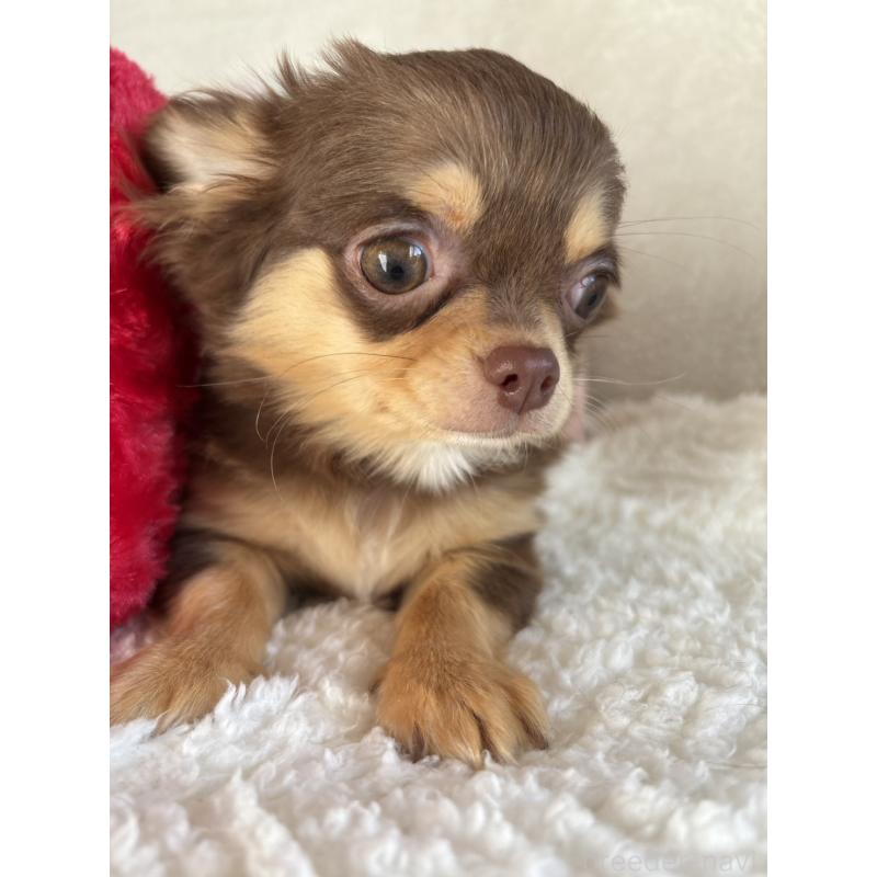 販売中の滋賀県のチワワ(ロングコート)-439369の6枚目