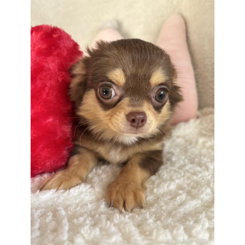 販売中の滋賀県のチワワ(ロングコート)-439369の5枚目