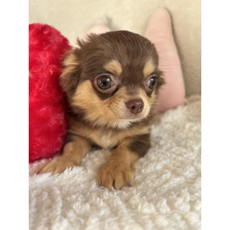 販売中の滋賀県のチワワ(ロングコート)-439369の4枚目