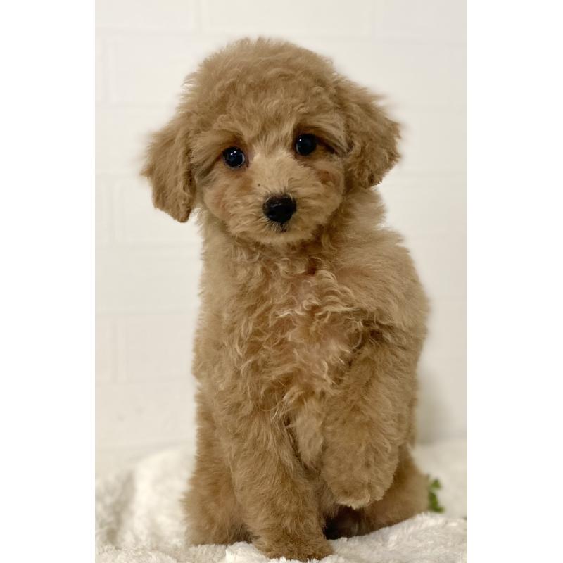 販売中の静岡県のトイプードル-439370の5枚目