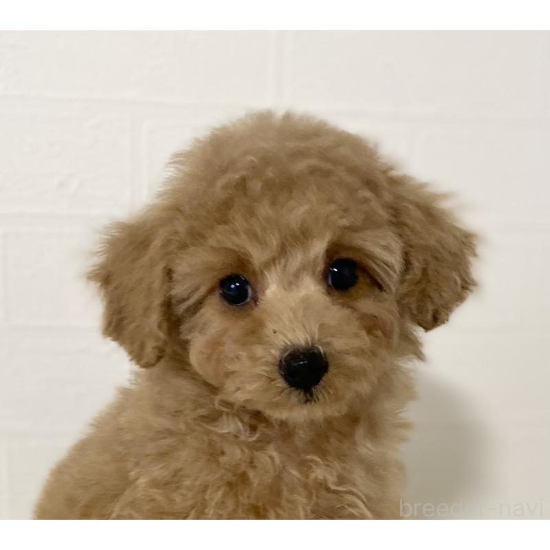 販売中の静岡県のトイプードル-439370の4枚目