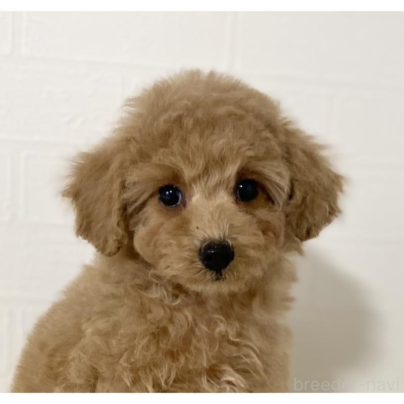 販売中の静岡県のトイプードル-439370の3枚目