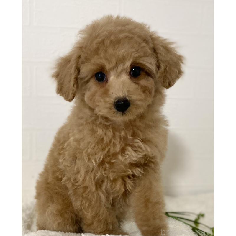 販売中の静岡県のトイプードル-439370の2枚目