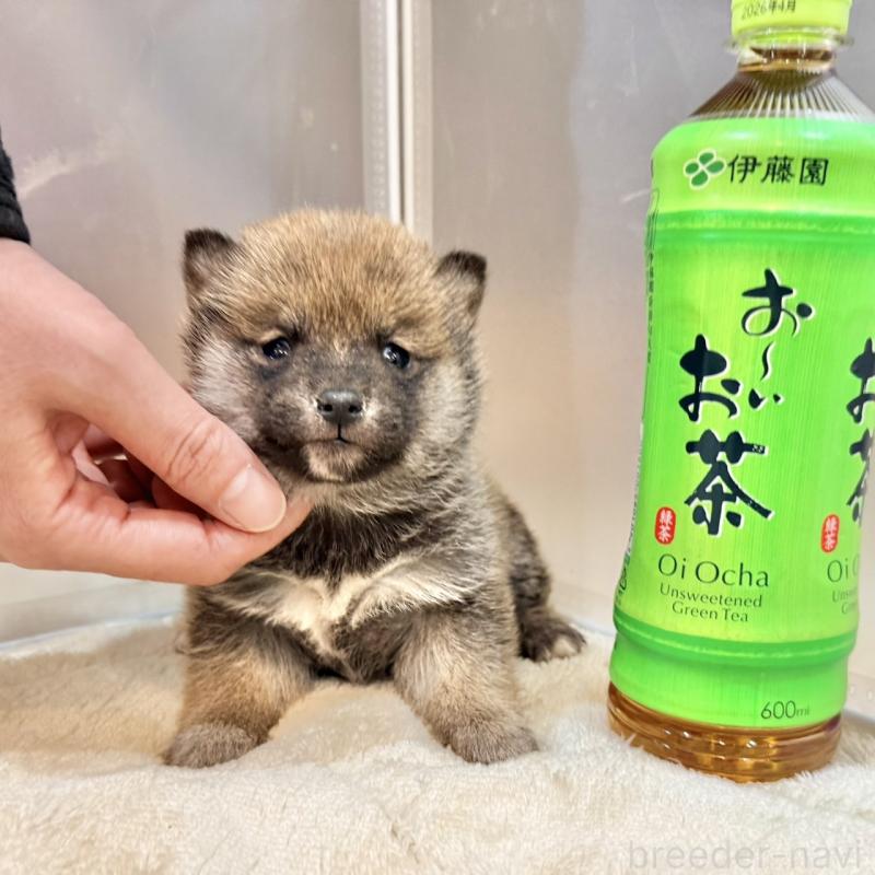 販売中の千葉県の豆柴-439371の1枚目