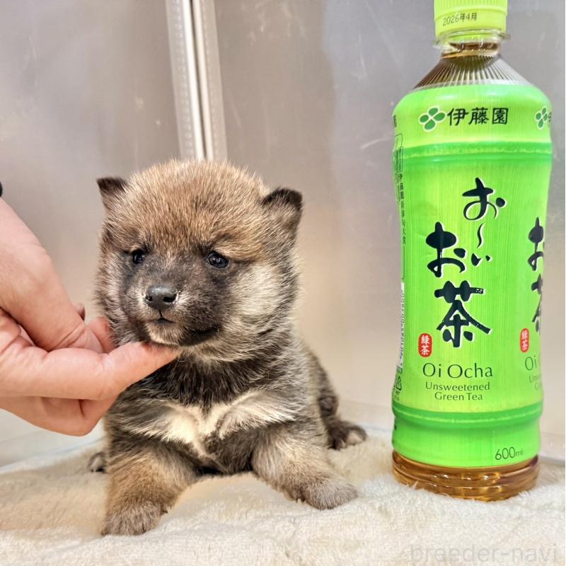 販売中の千葉県の豆柴-439371の5枚目