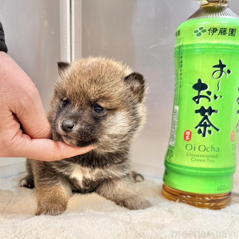 販売中の千葉県の豆柴-439371の4枚目