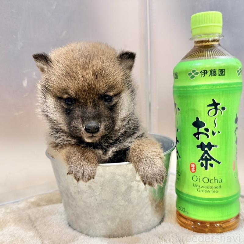 販売中の千葉県の豆柴-439371の3枚目