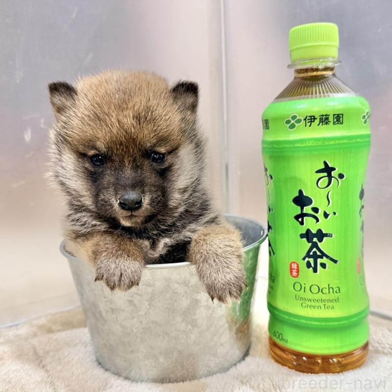 販売中の千葉県の豆柴-439371の2枚目