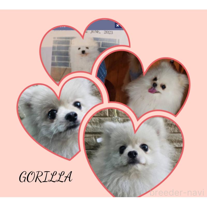 商談中の埼玉県のポメラニアン-437858の2枚目