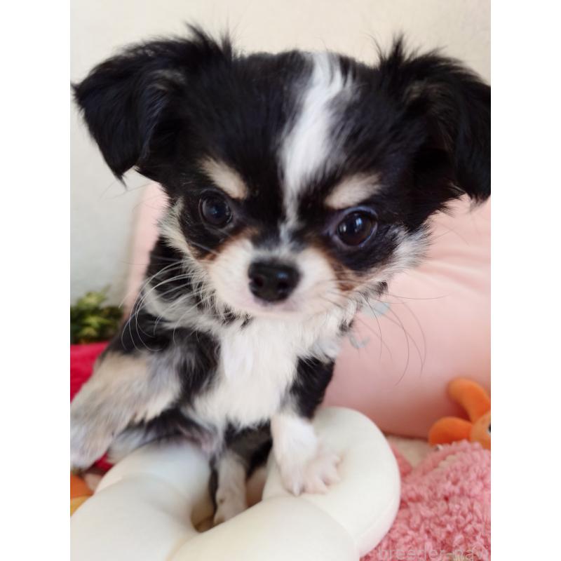 販売中の滋賀県のチワワ(ロングコート)-439372の6枚目