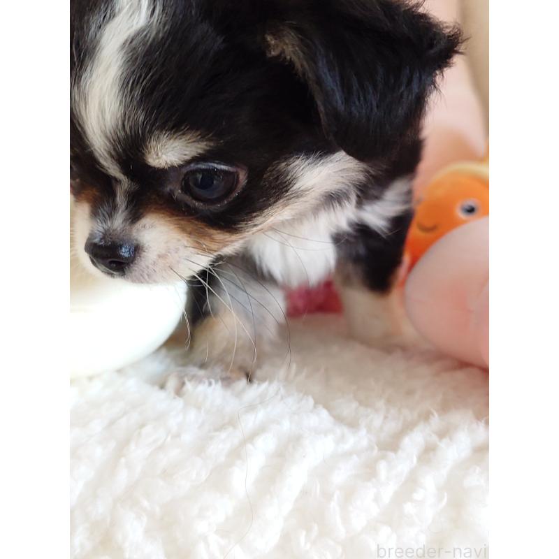 販売中の滋賀県のチワワ(ロングコート)-439372の5枚目