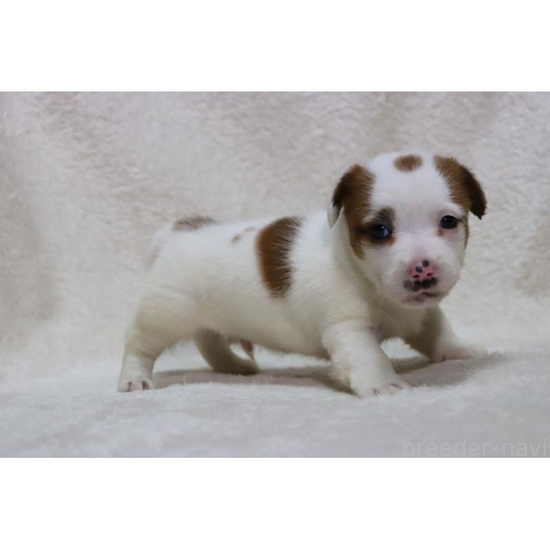 販売中の滋賀県のジャックラッセルテリア-439374の8枚目