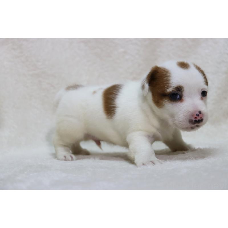 販売中の滋賀県のジャックラッセルテリア-439374の7枚目