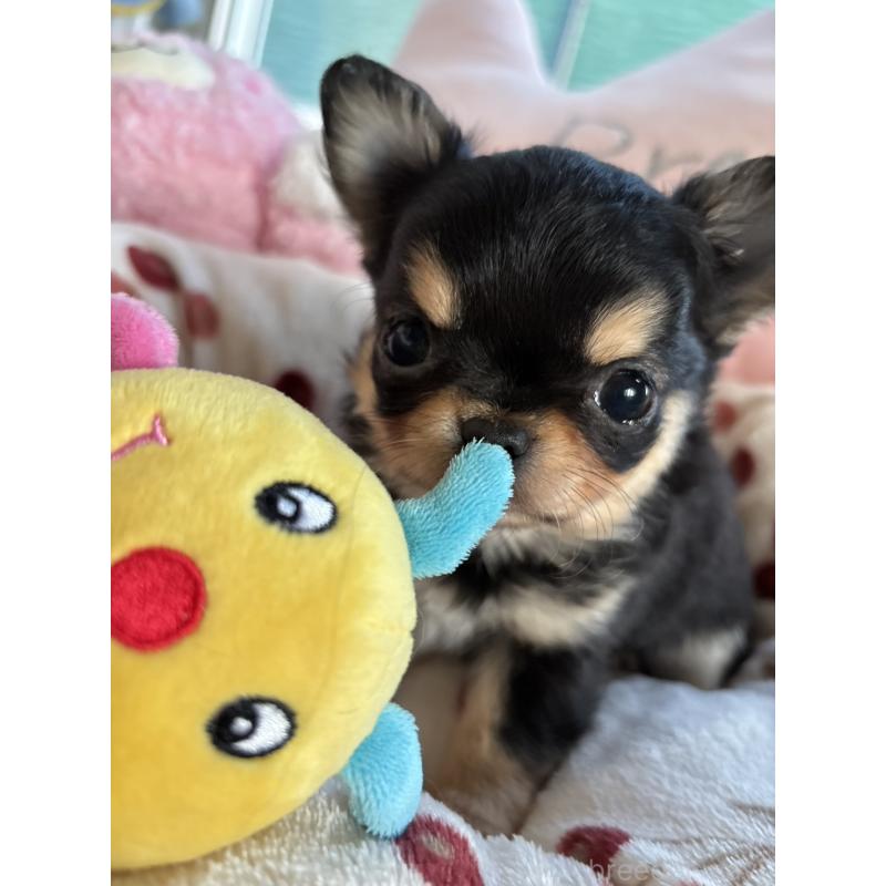 販売中の滋賀県のチワワ(ロングコート)-439375の7枚目