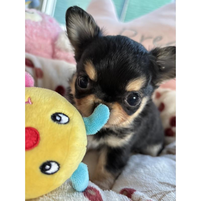 販売中の滋賀県のチワワ(ロングコート)-439375の6枚目