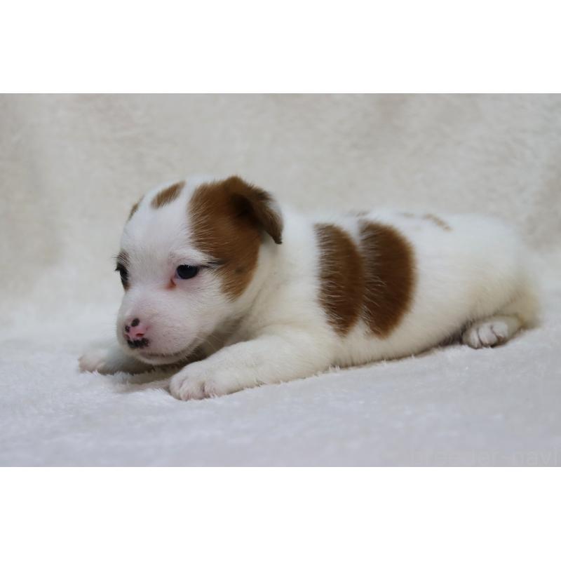 販売中の滋賀県のジャックラッセルテリア-439374の3枚目