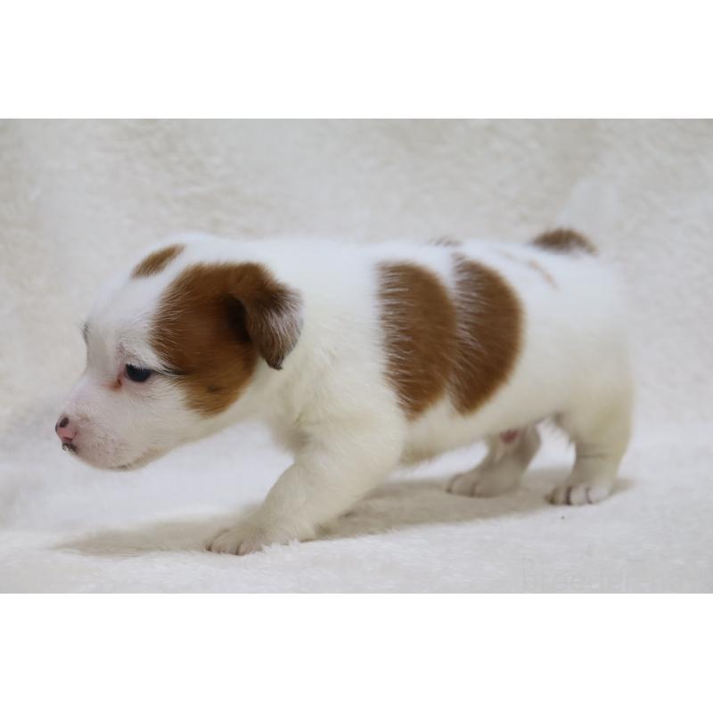 販売中の滋賀県のジャックラッセルテリア-439374の2枚目