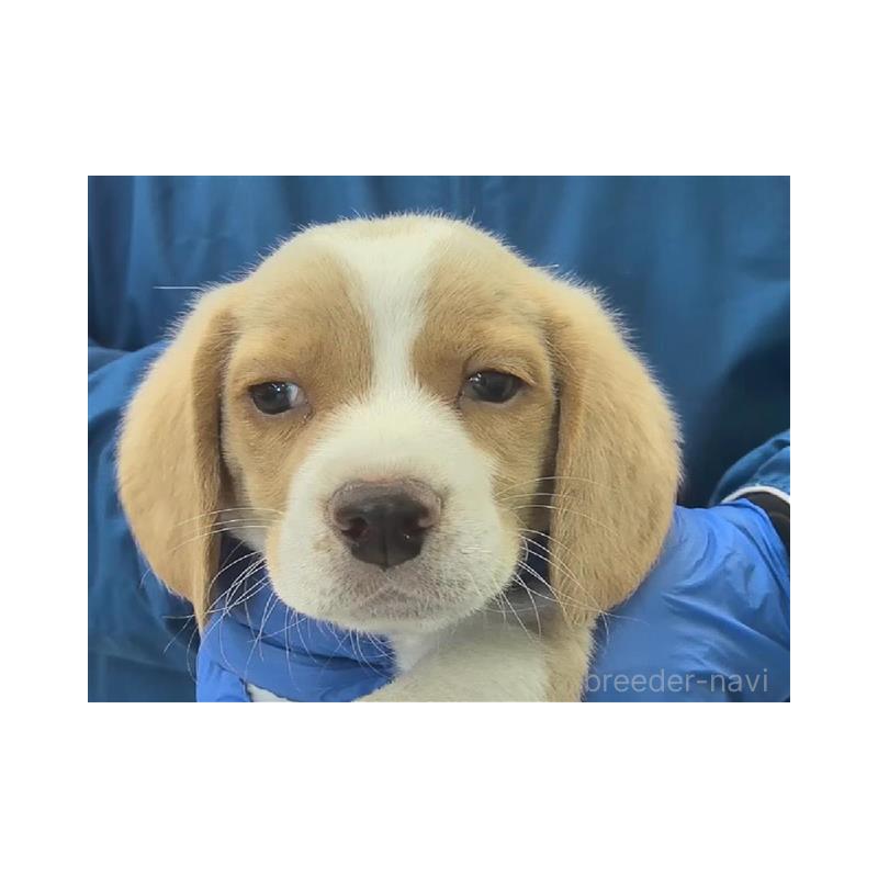 販売中の栃木県のビーグル-434173