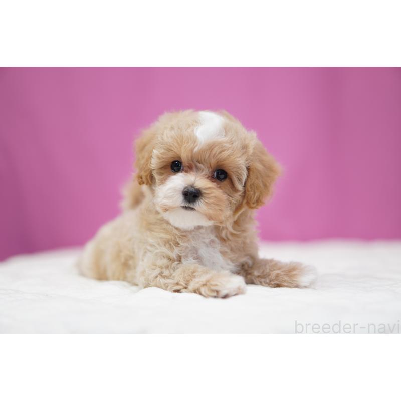 販売中の埼玉県のマルプー:マルチーズ×トイプードル-433049の7枚目