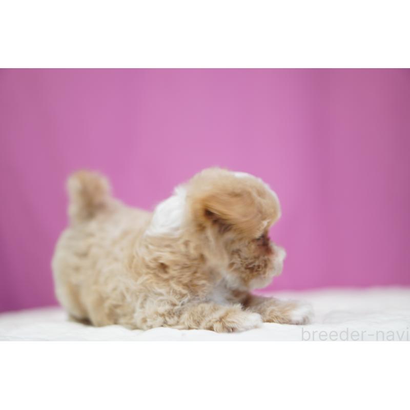 販売中の埼玉県のマルプー:マルチーズ×トイプードル-433049の6枚目