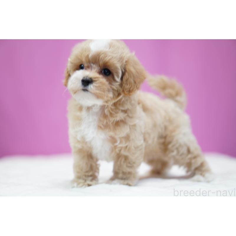 販売中の埼玉県のマルプー:マルチーズ×トイプードル-433049の5枚目