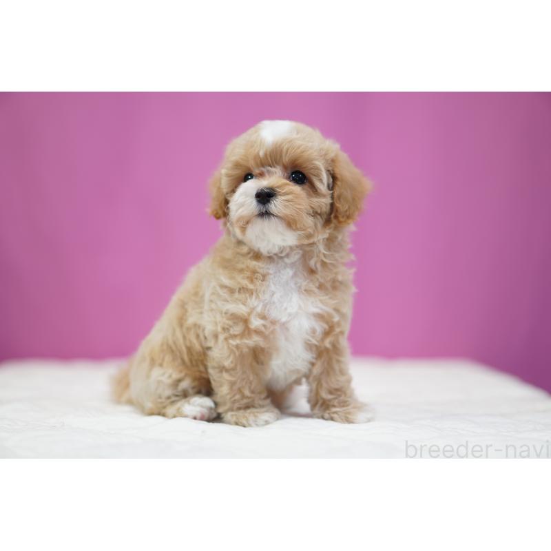 販売中の埼玉県のマルプー:マルチーズ×トイプードル-433049の4枚目