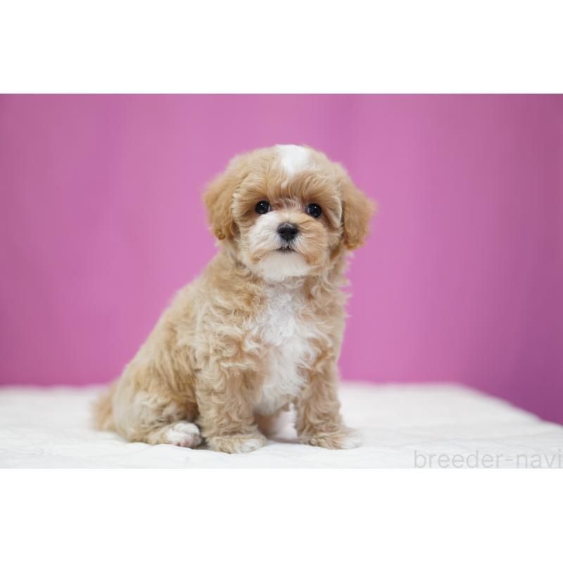 販売中の埼玉県のマルプー:マルチーズ×トイプードル-433049の3枚目