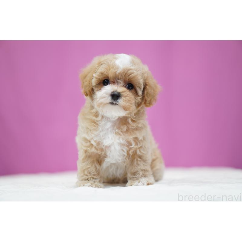 販売中の埼玉県のマルプー:マルチーズ×トイプードル-433049の2枚目