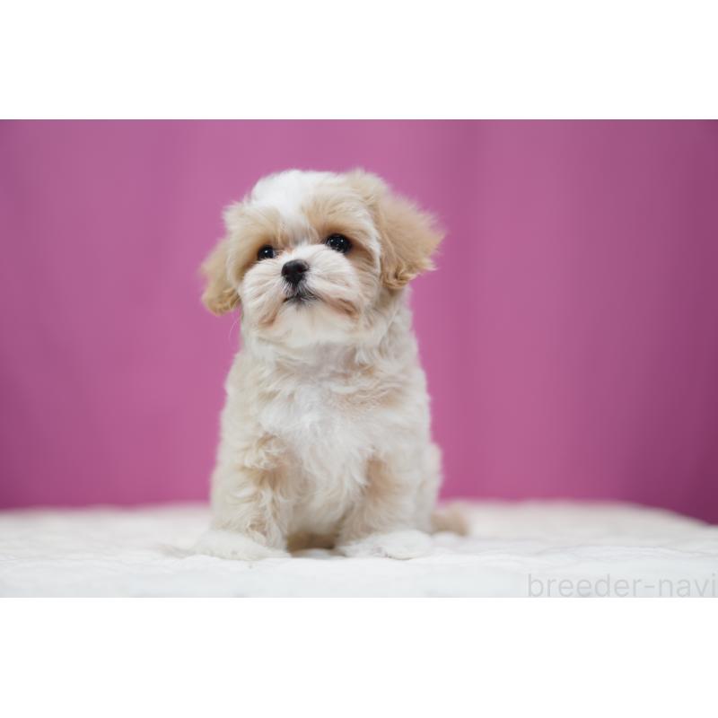 販売中の埼玉県のマルプー:マルチーズ×トイプードル-433051の5枚目