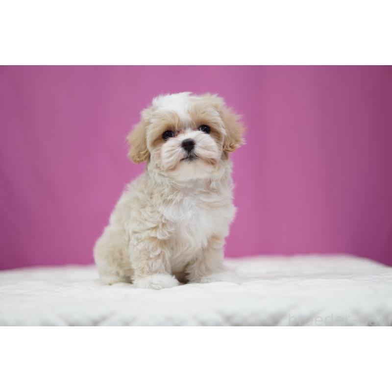 販売中の埼玉県のマルプー:マルチーズ×トイプードル-433051の4枚目