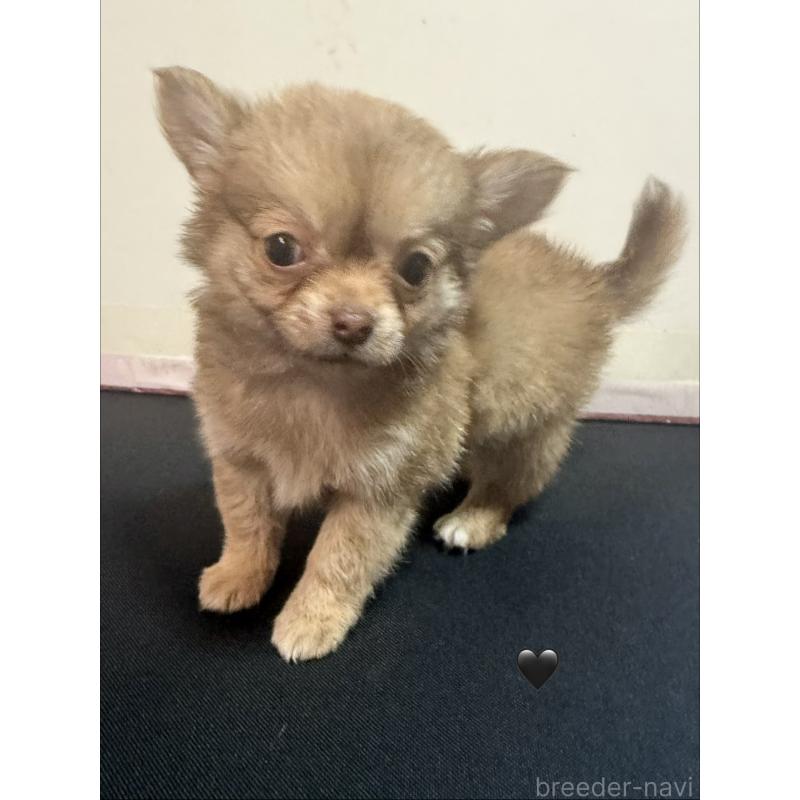 販売中の愛知県のチワワ(ロングコート)-436861