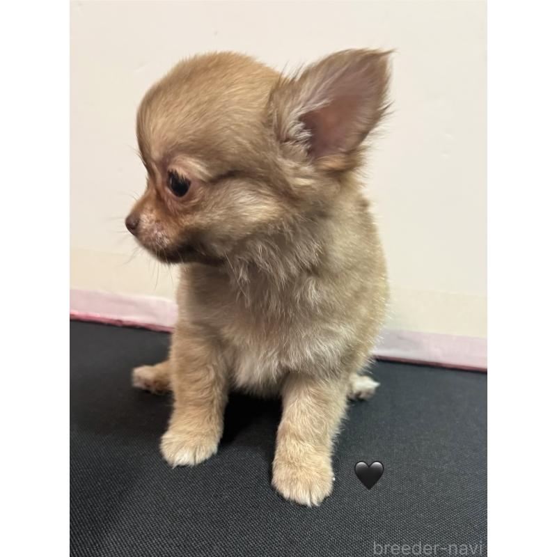 販売中の愛知県のチワワ(ロングコート)-436861の12枚目