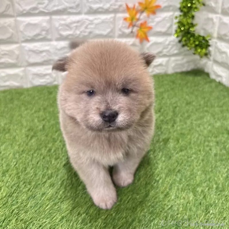 成約済ののチャウチャウ-436962