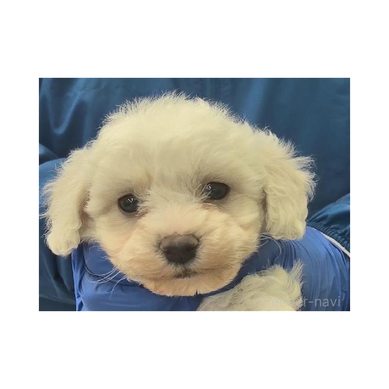 販売中の栃木県のビションフリーゼ-439376の1枚目