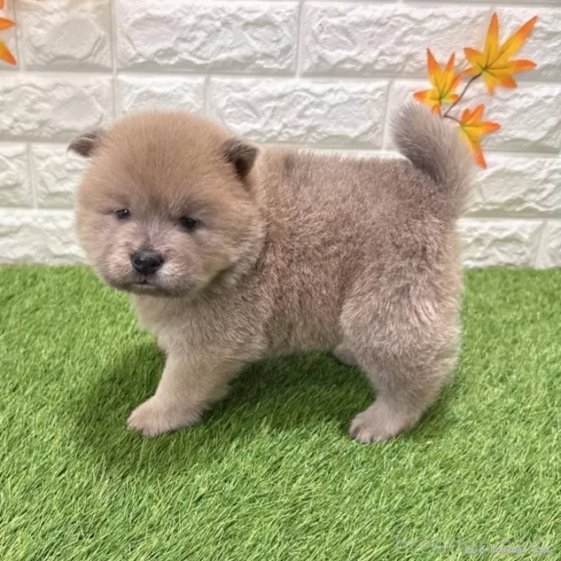 成約済の愛知県のチャウチャウ-436962の5枚目