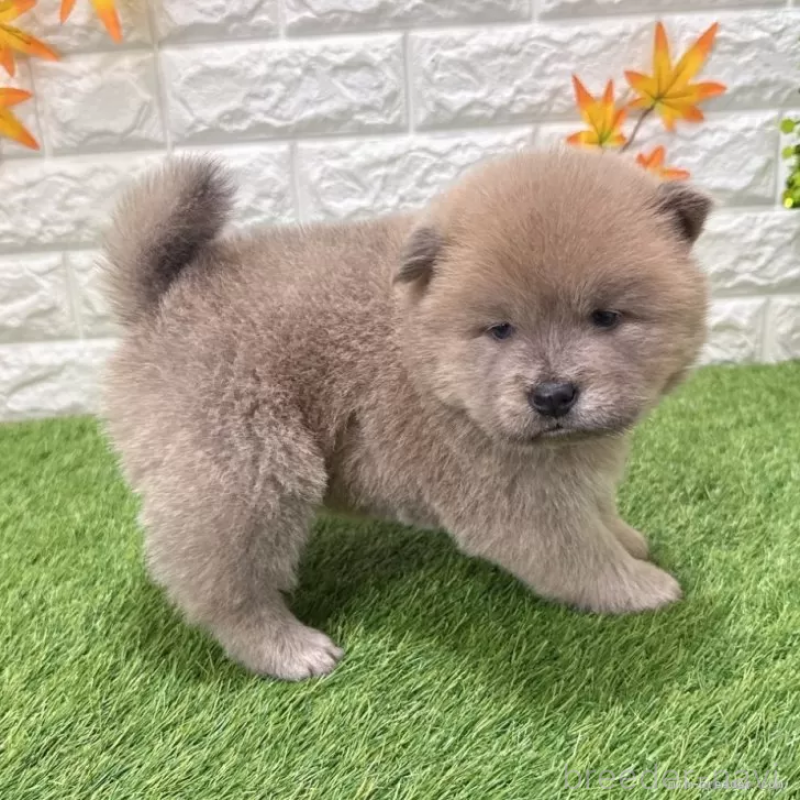 成約済の愛知県のチャウチャウ-436962の4枚目