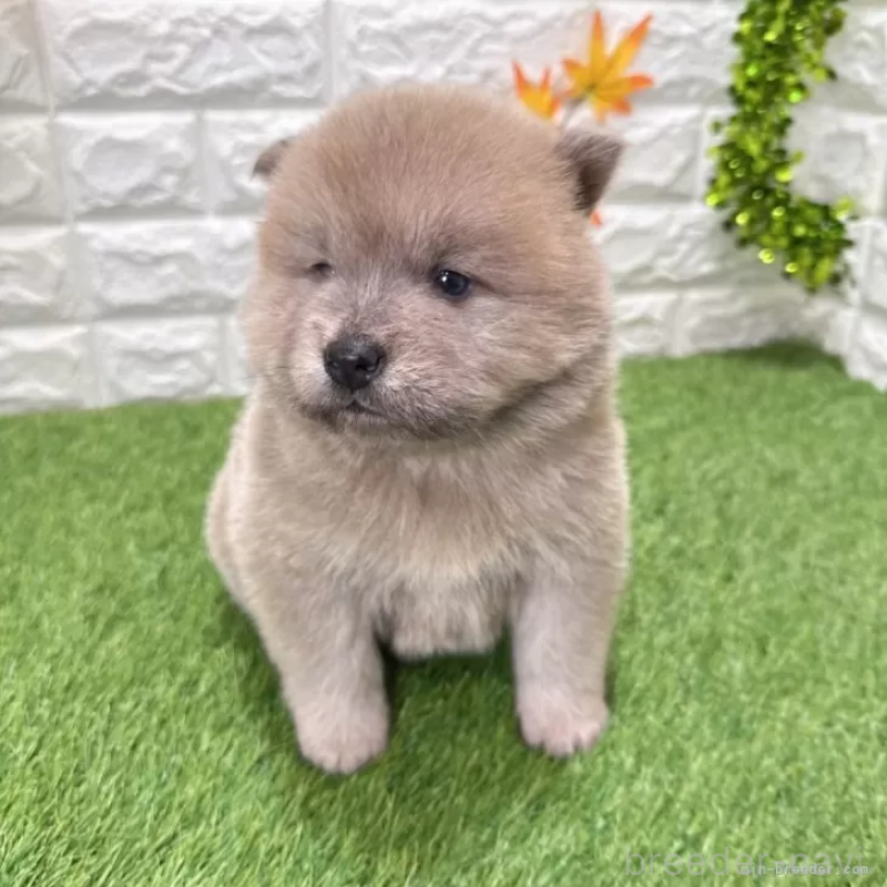 成約済の愛知県のチャウチャウ-436962の3枚目